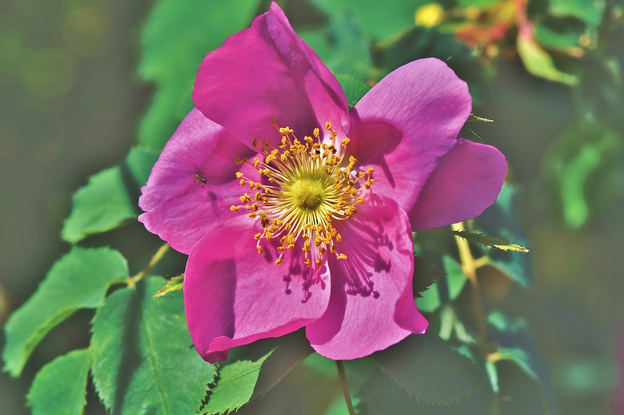 anemone  florets  blossom free photo