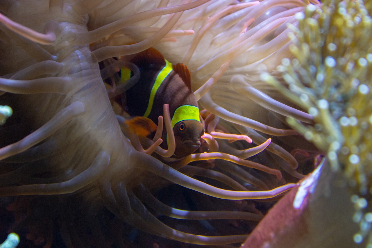 anemone  fish  underwater free photo