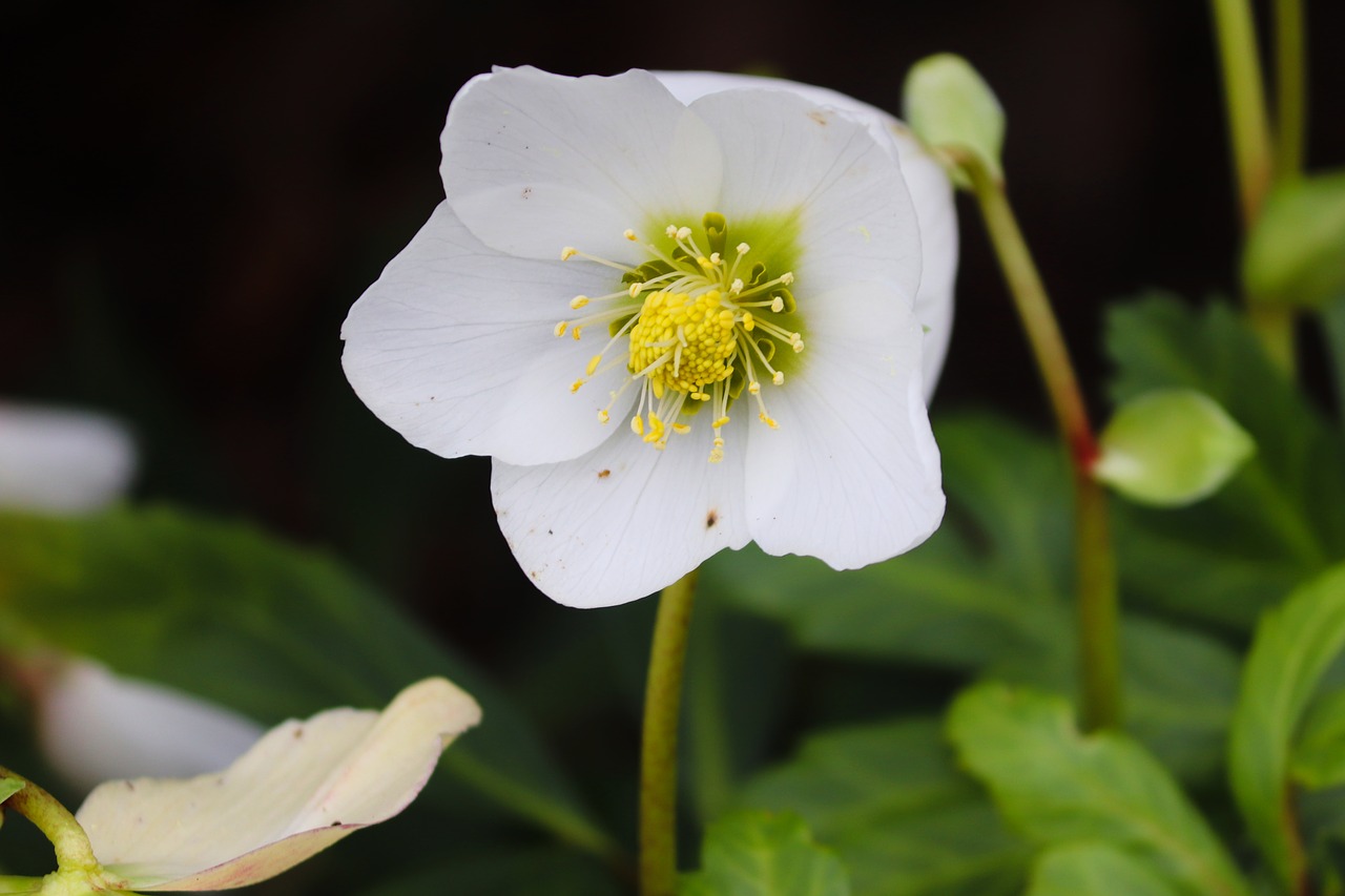 anemone  white  blossom free photo