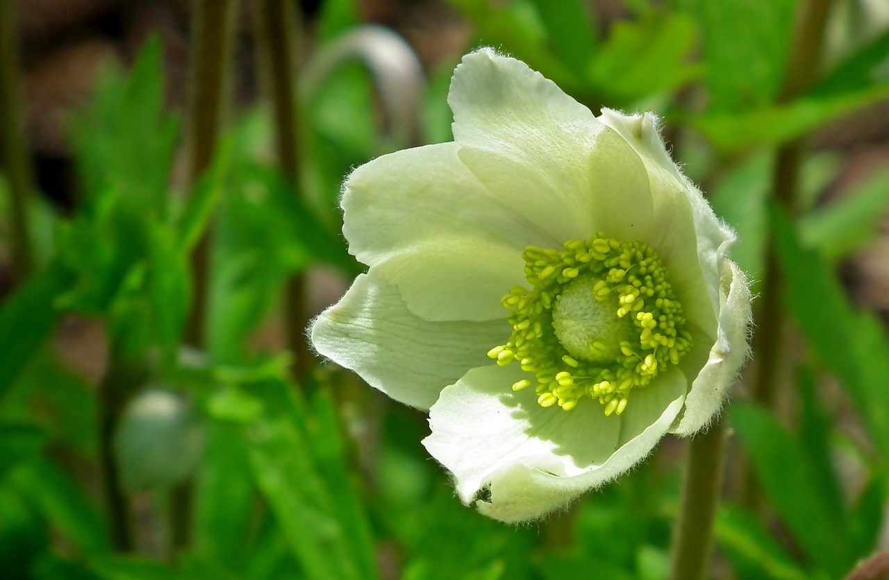 anemone  flower  nature free photo