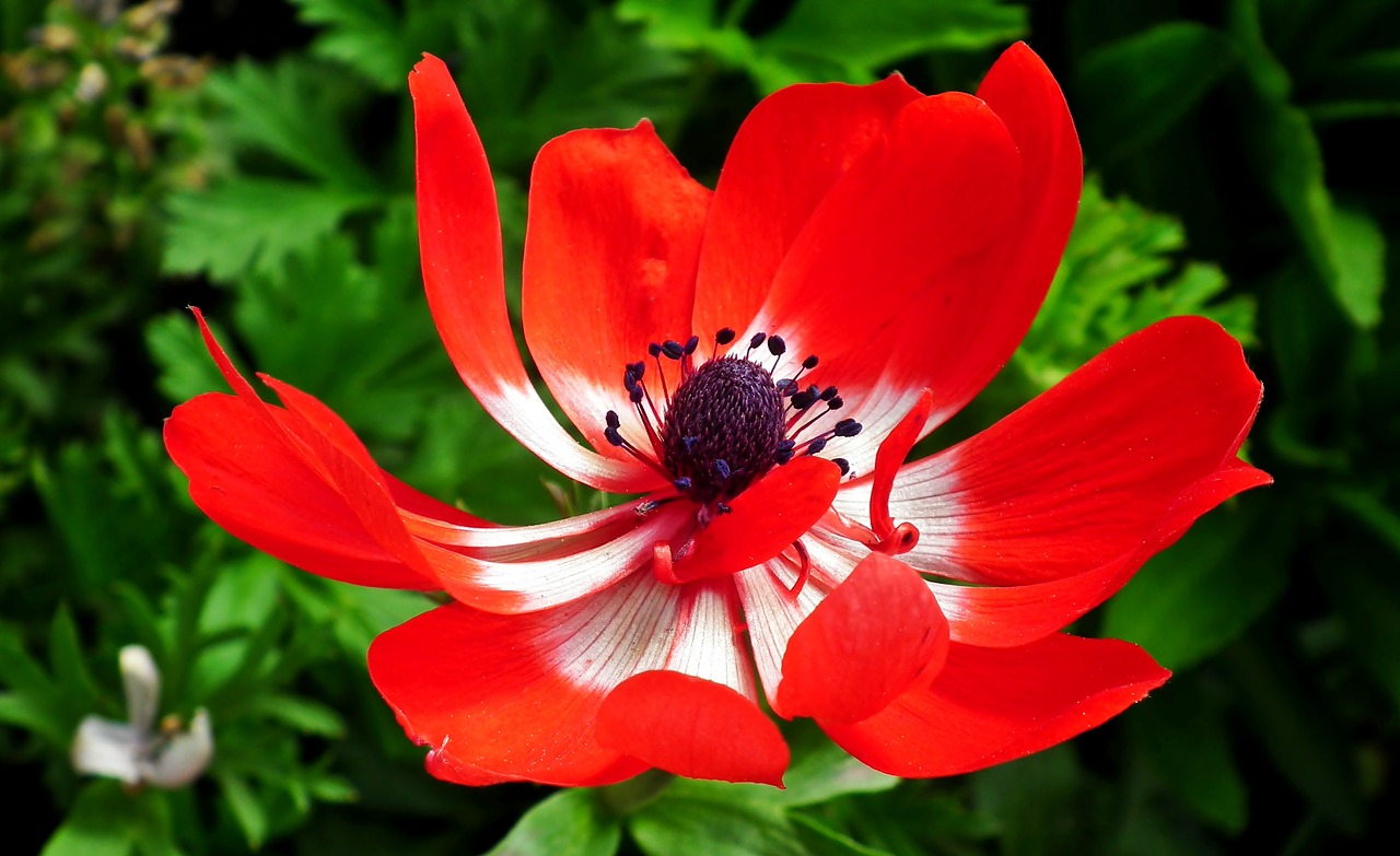 anemone  red  flower free photo