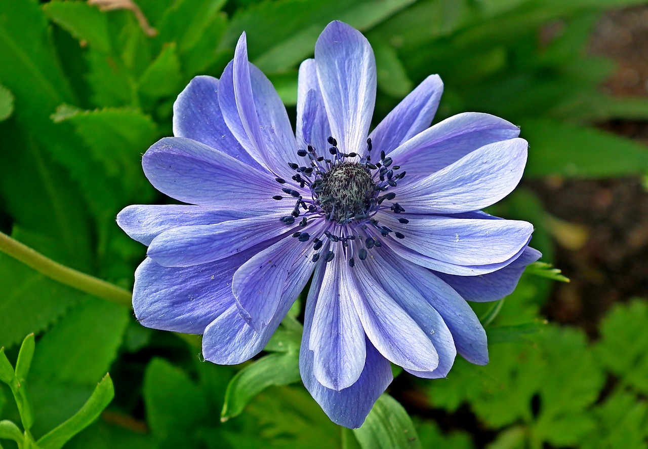 anemone  flower  blue free photo