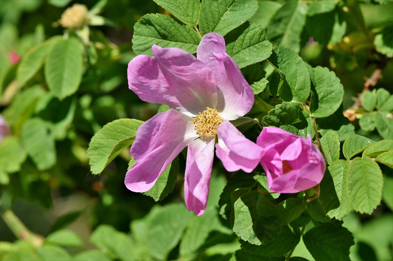 anemone  florets  blossom free photo