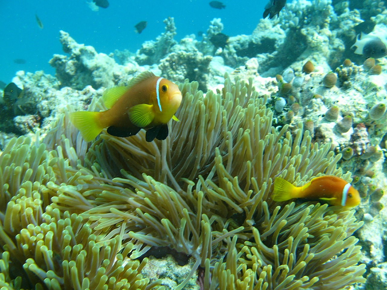 anemone maldives water free photo