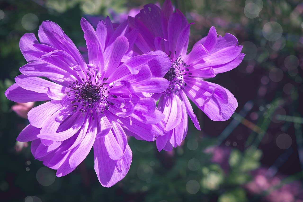 anemone  garden anemone  flower free photo