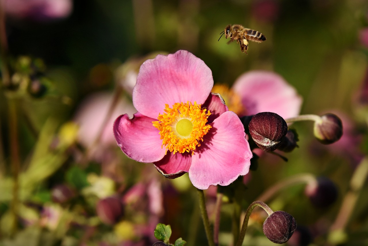 anemone  flower  plant free photo