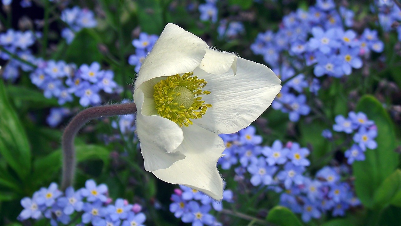 anemone  flowers  spring free photo