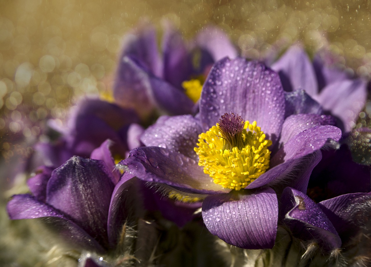 anemone  bokeh  spring free photo