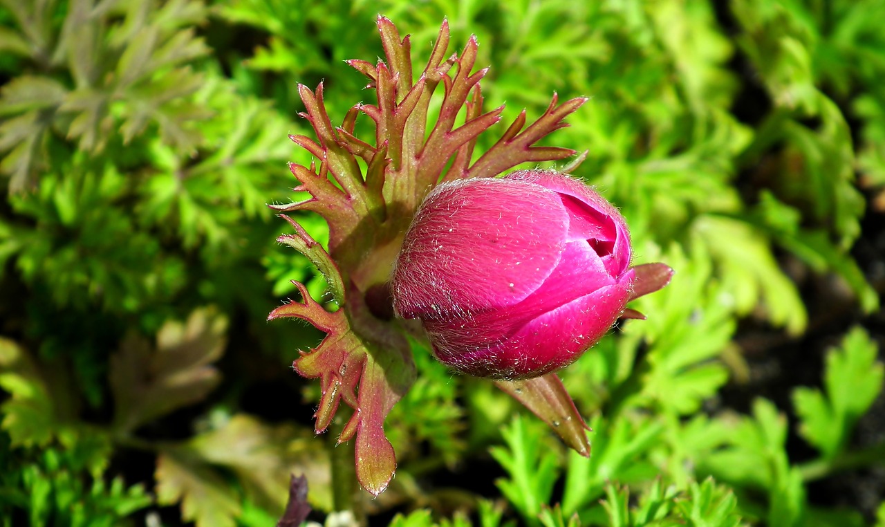 anemone  flower  bud free photo