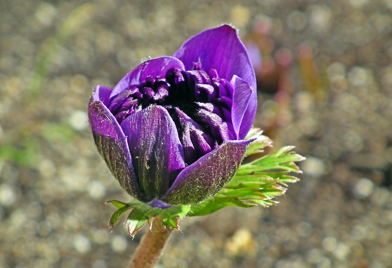 anemone  flower  spring free photo