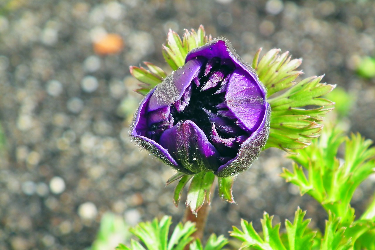 anemone  flower  spring free photo