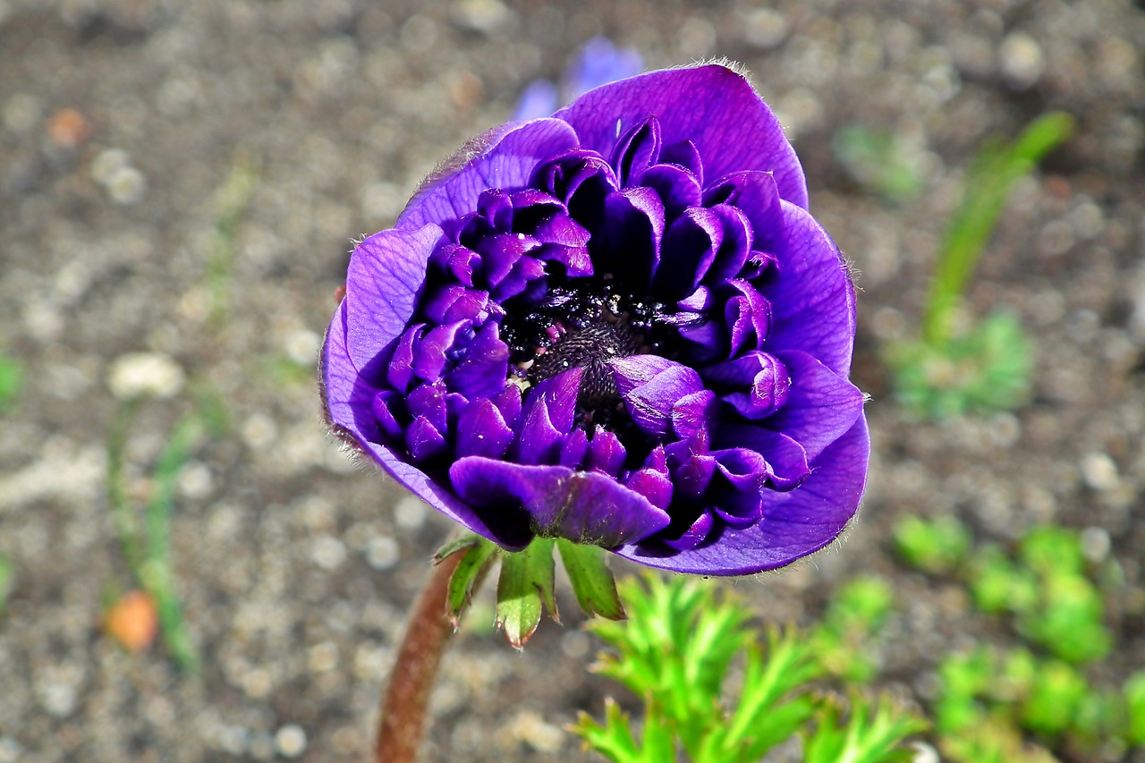 anemone  flower  spring free photo