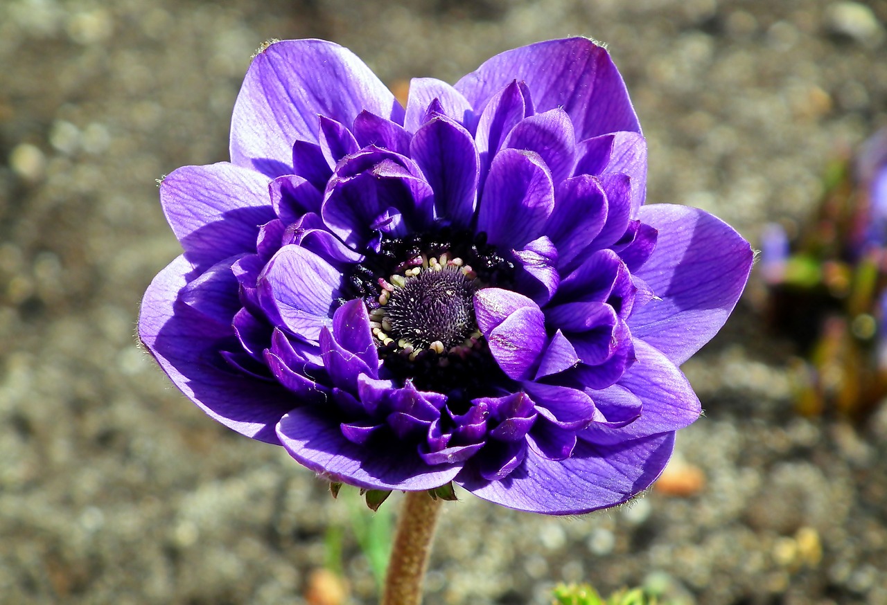 anemone  flower  violet free photo