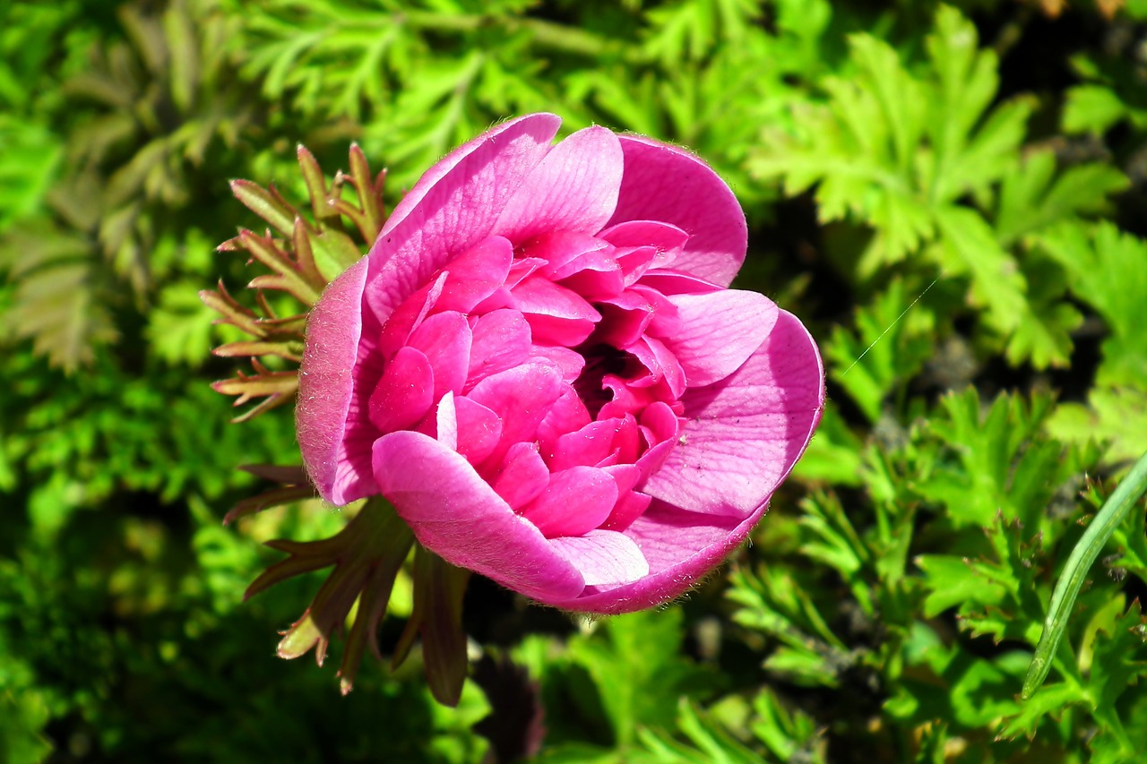 anemone  flower  pink free photo