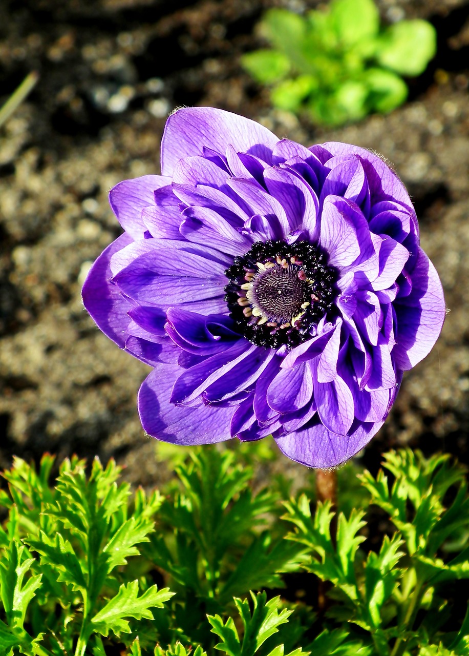 anemone  flower  spring free photo