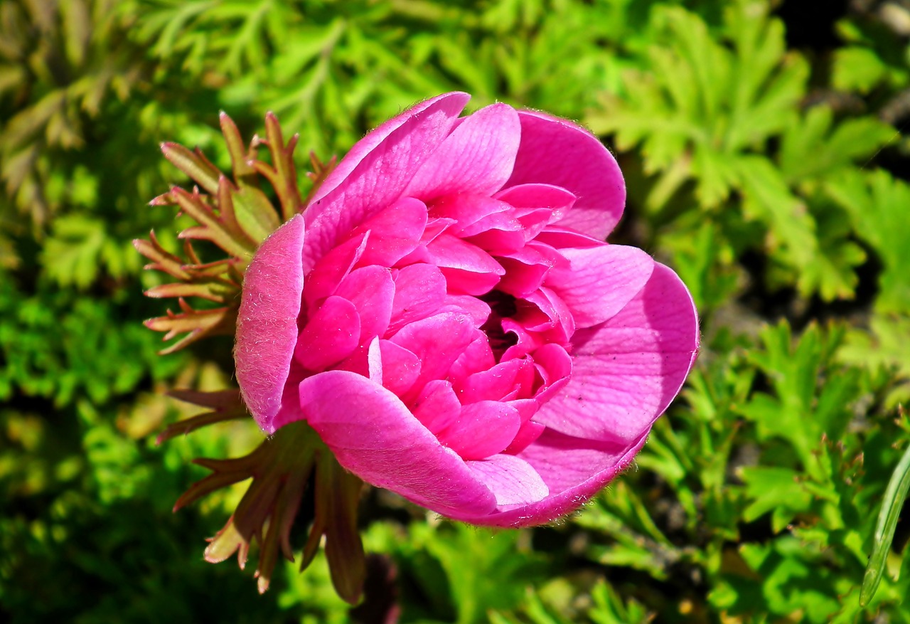 anemone  pink  nature free photo