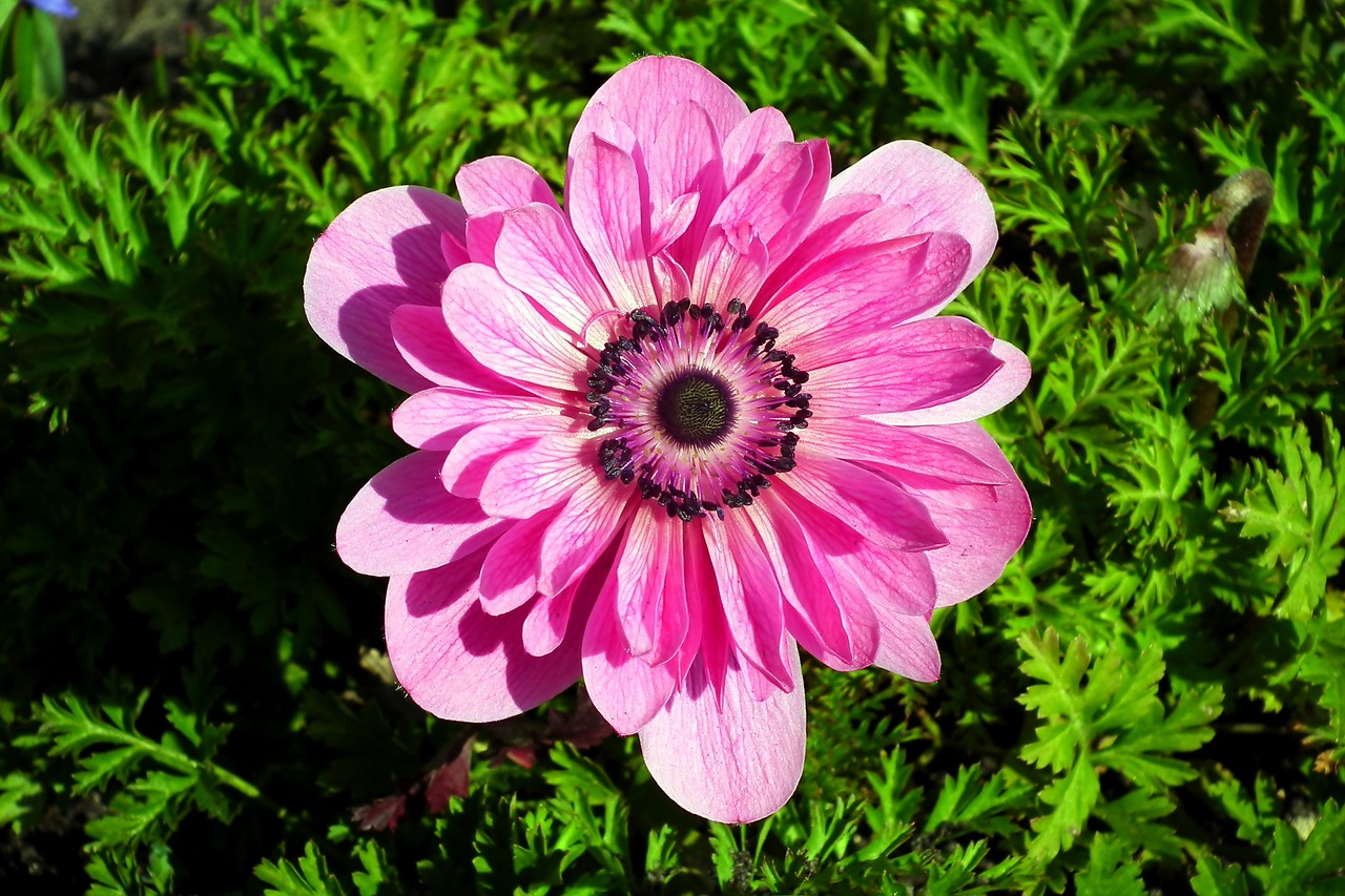anemone  flower  pink free photo