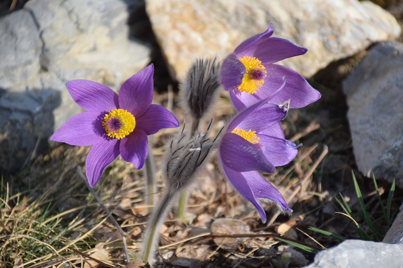 anemone  pulsatilla grandis  purple free photo