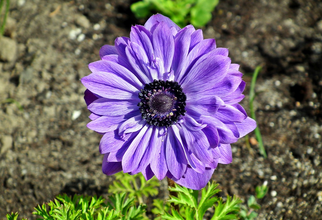 anemone  blue  flower free photo