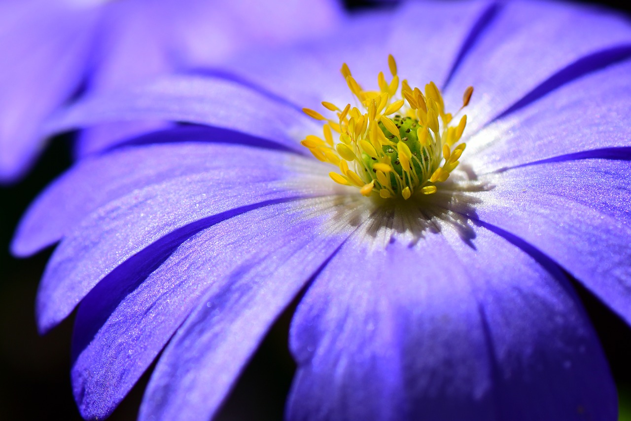 anemone  flower  petal free photo