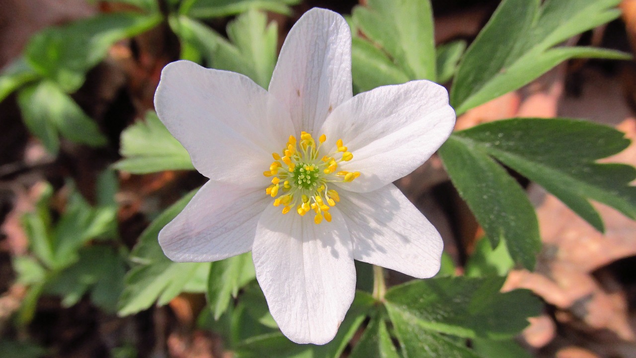 anemone  flower  spring free photo