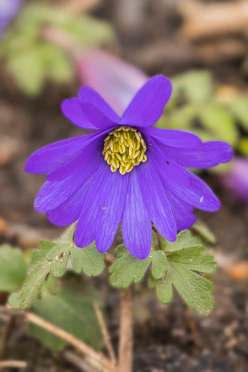 anemone  flower  leaves free photo