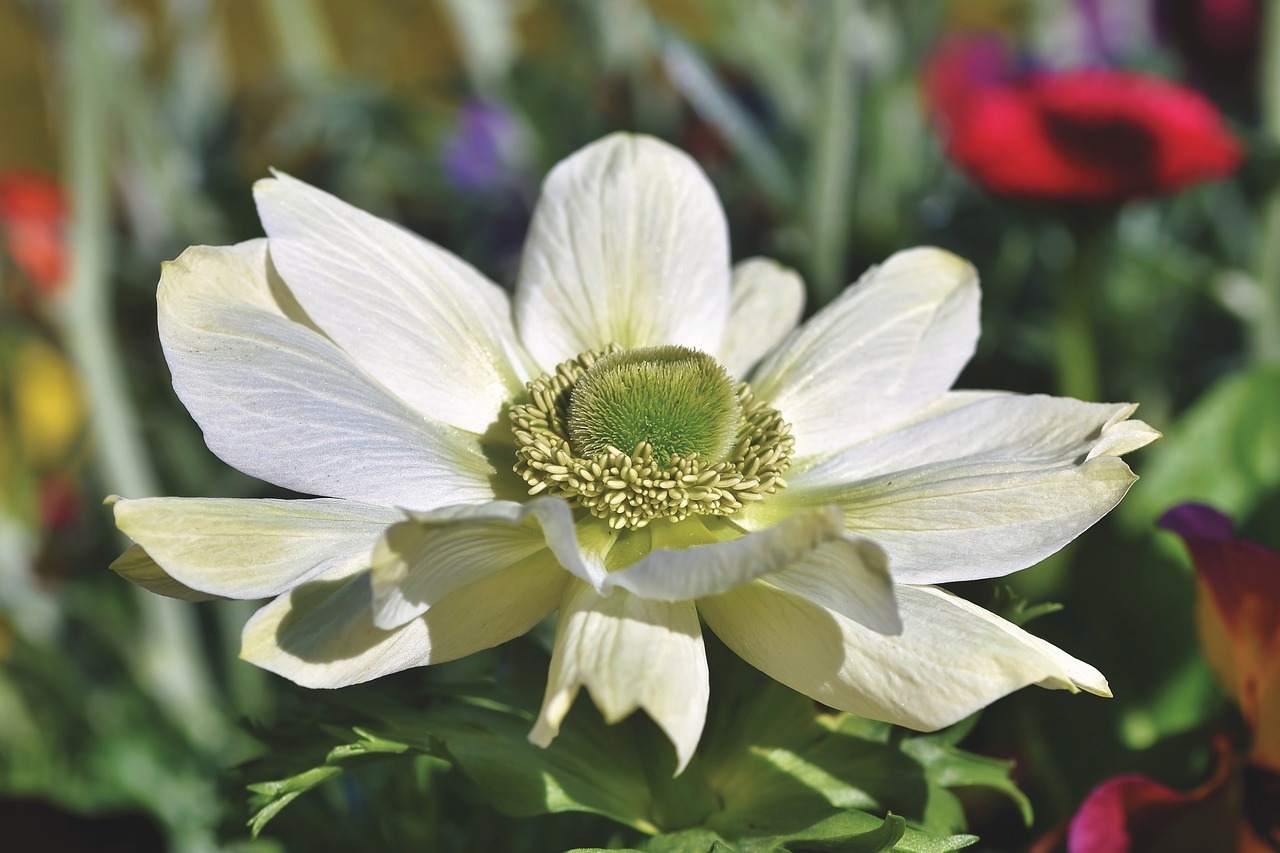 anemone  blossom  bloom free photo