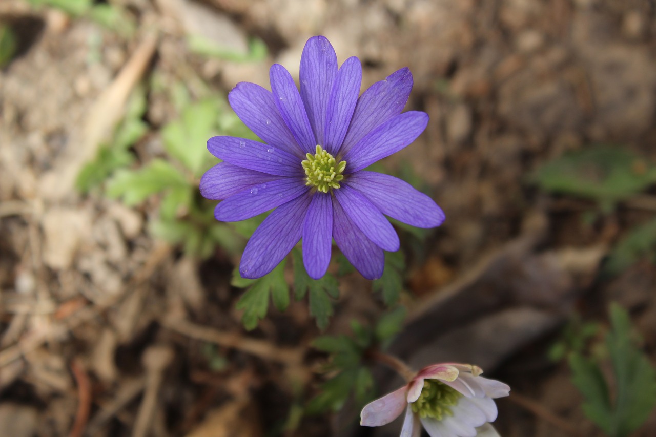 anemone  purple  white free photo