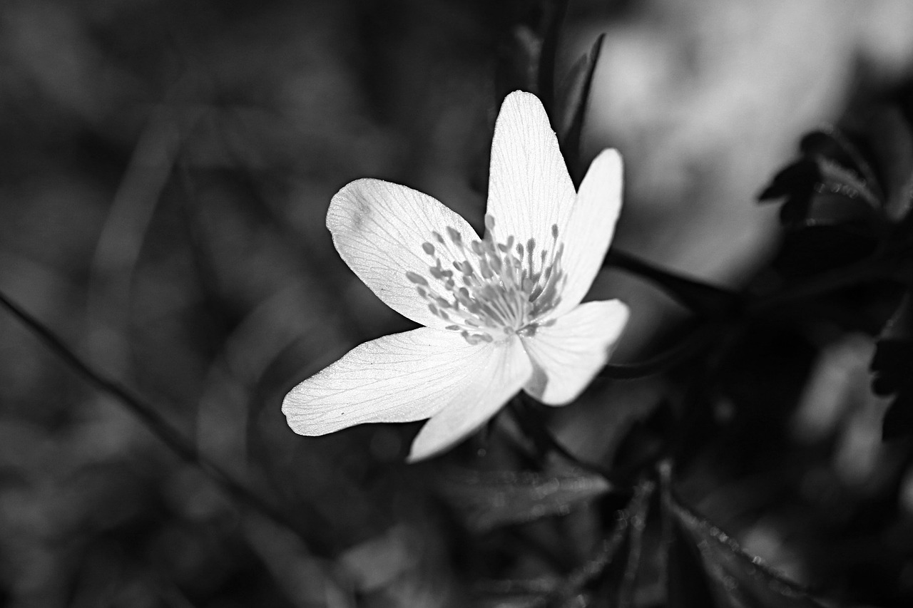 anemone  flower  spring free photo