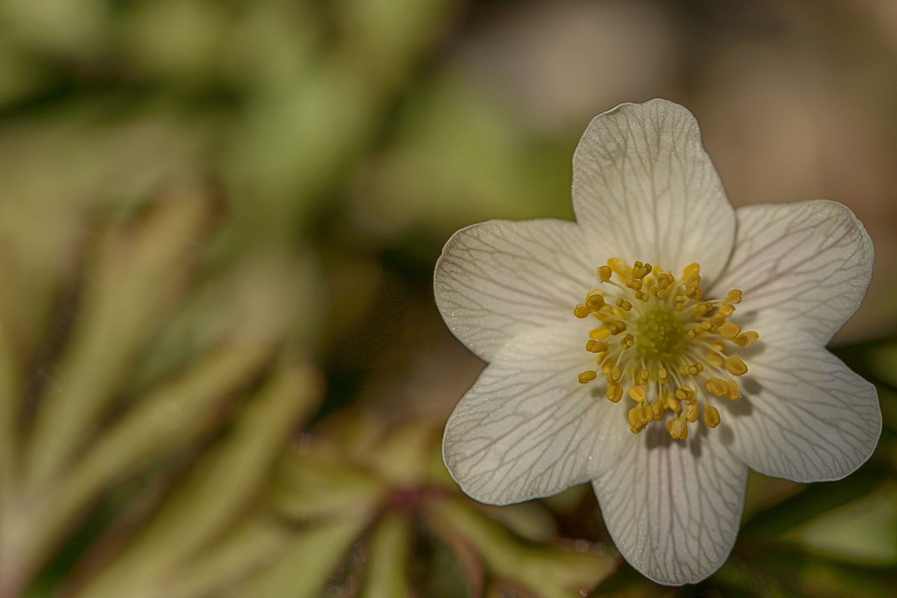 anemone  flower  spring free photo