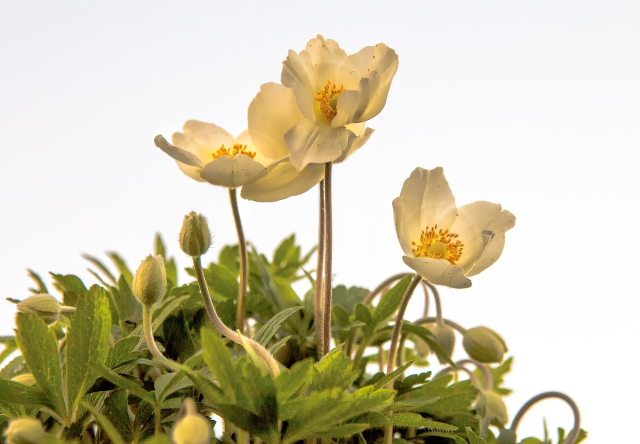 anemone  plant  blossom free photo