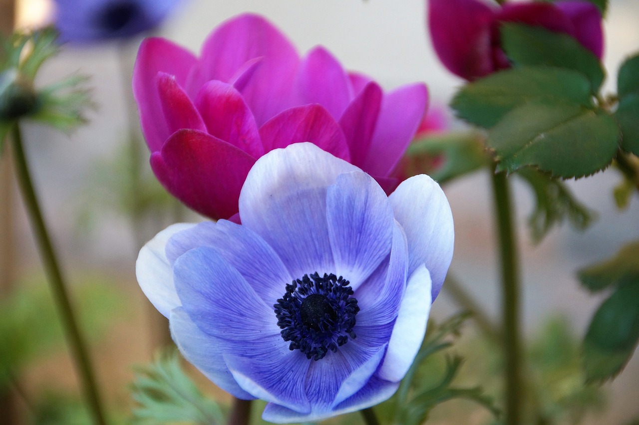 anemone  věncová  jerusalem free photo