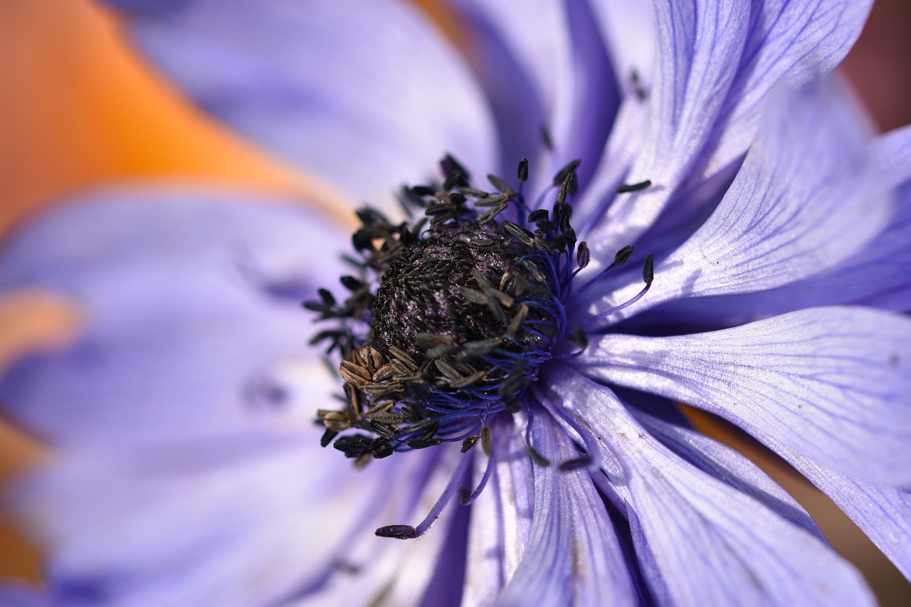anemone  purple  flower free photo