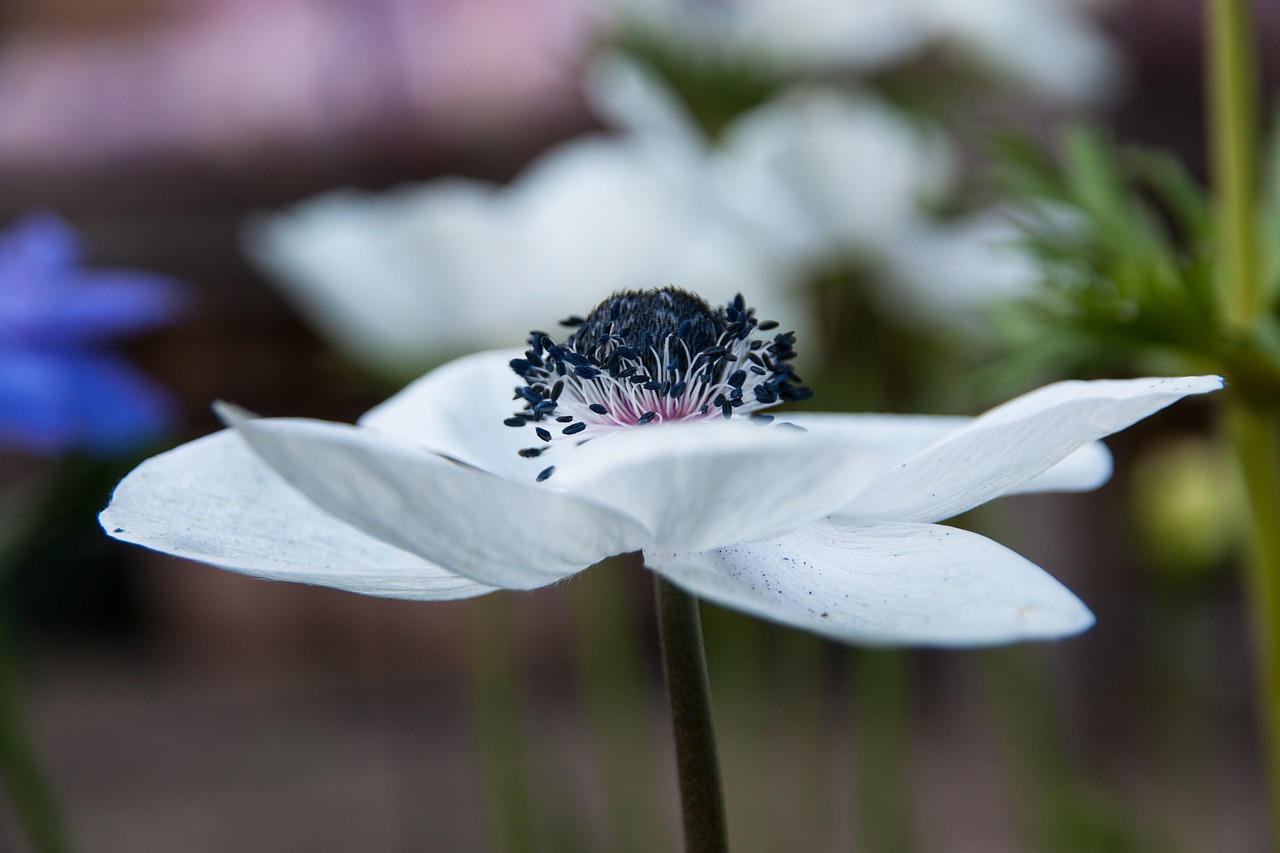 anemone  flower  blossom free photo