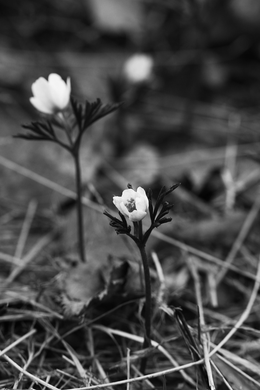 anemone  white  flowers free photo