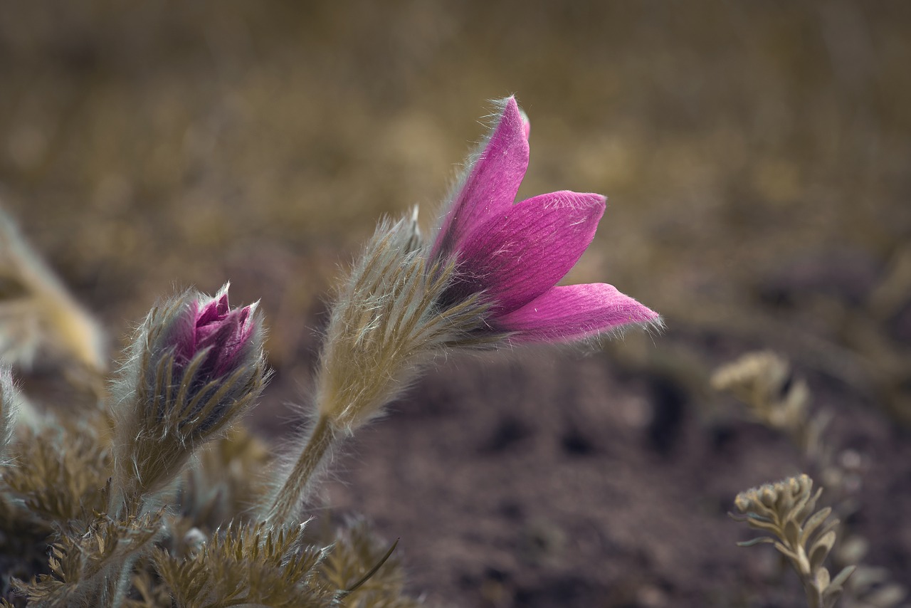 anemone  flower  blossom free photo