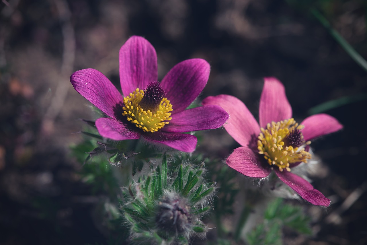 anemone  flower  blossom free photo