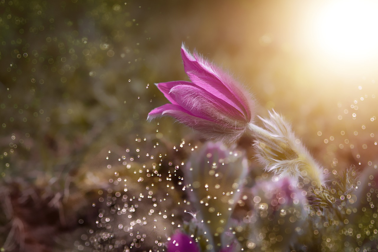 anemone  flower  purple free photo