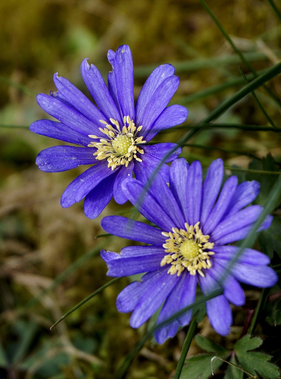 anemone  flower  spring free photo