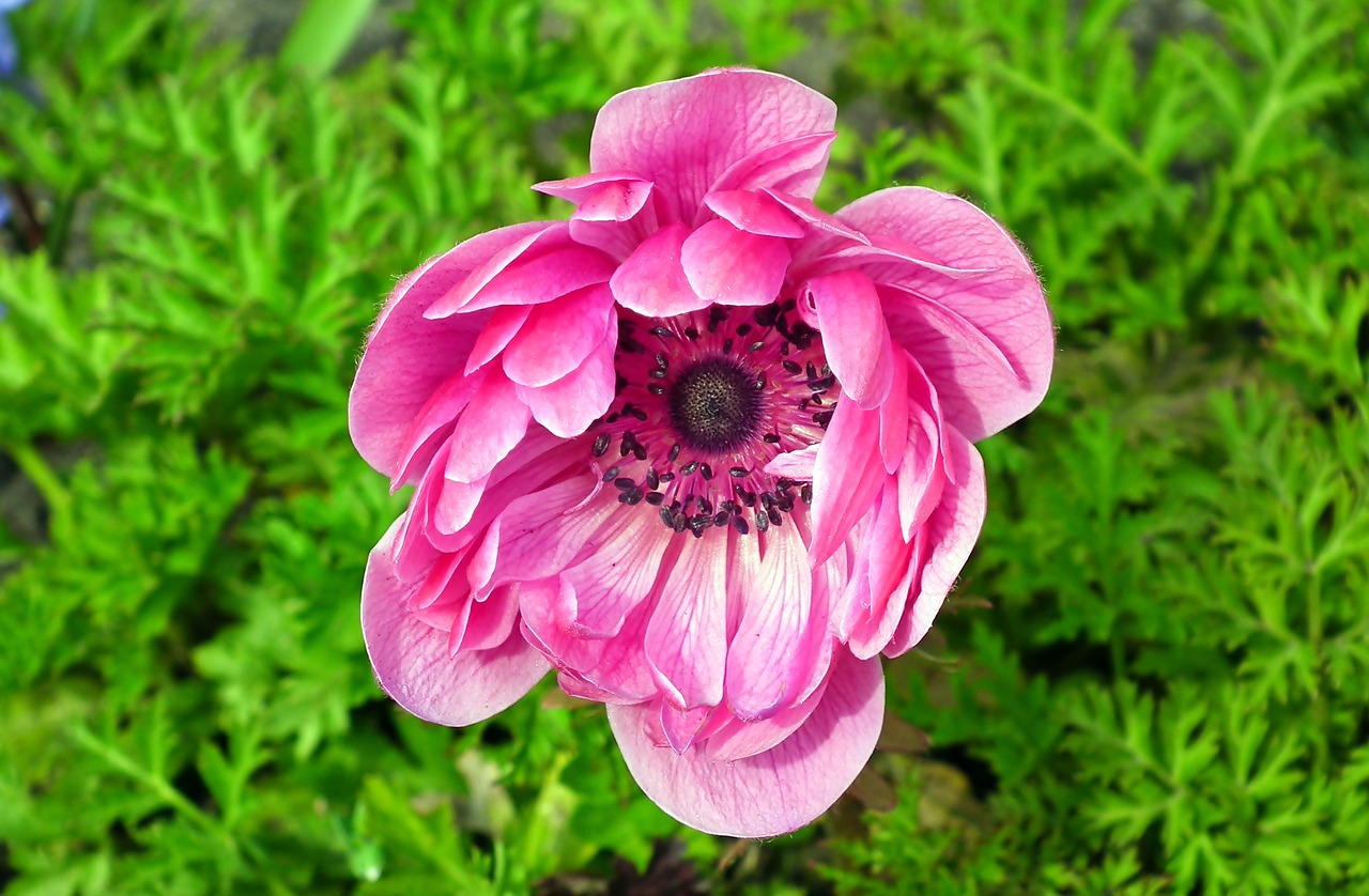 anemone  flower  pink free photo