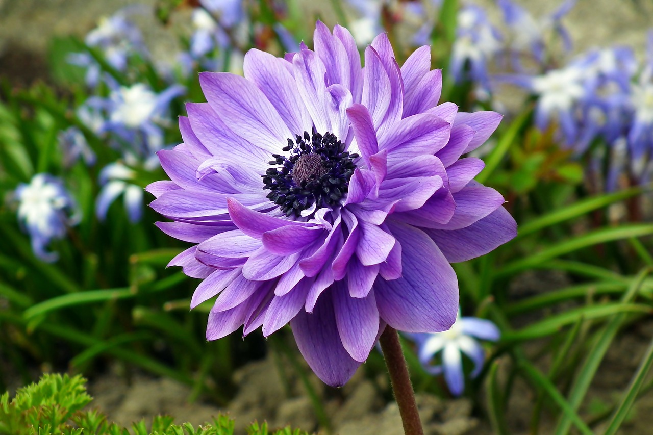 anemone  flower  blue free photo
