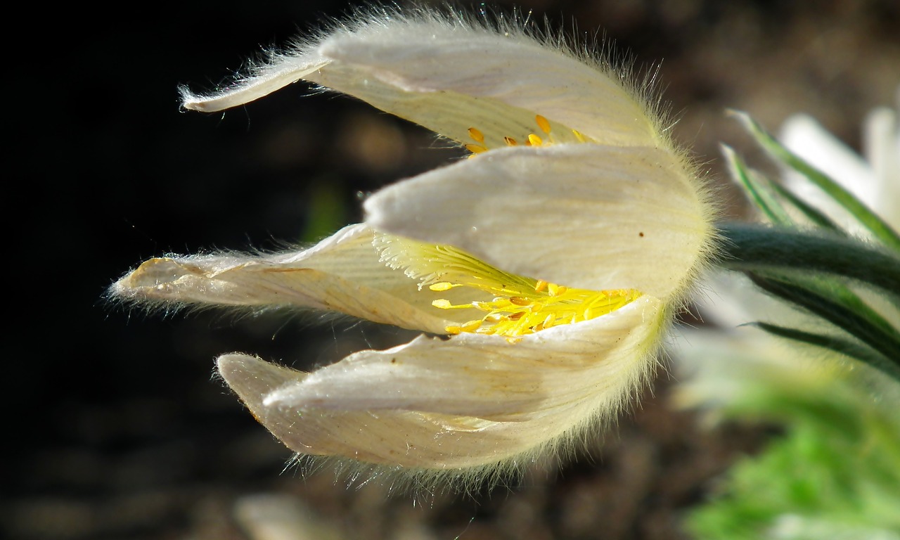 anemone  flower  spring free photo