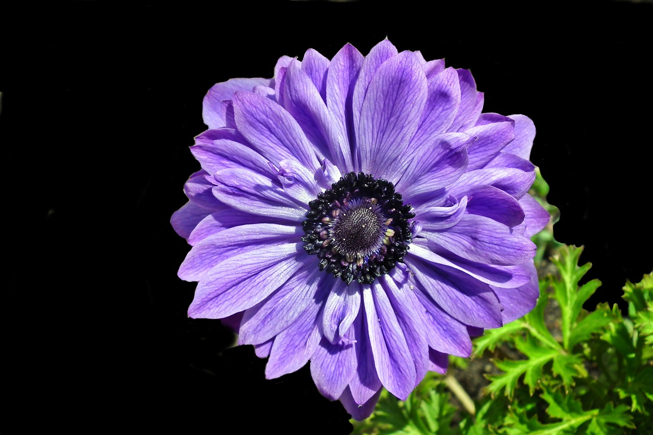 anemone  flower  blue free photo