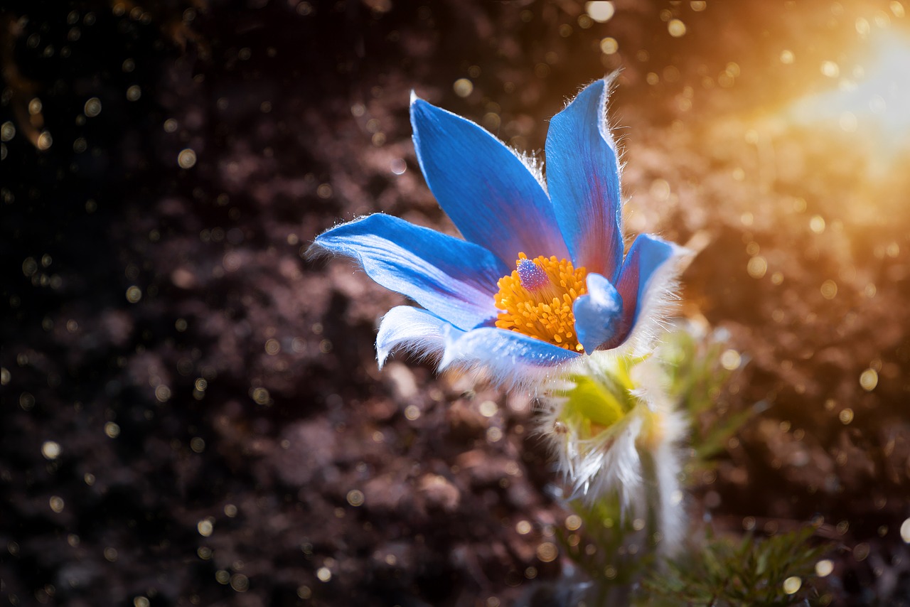 anemone  flower  blossom free photo