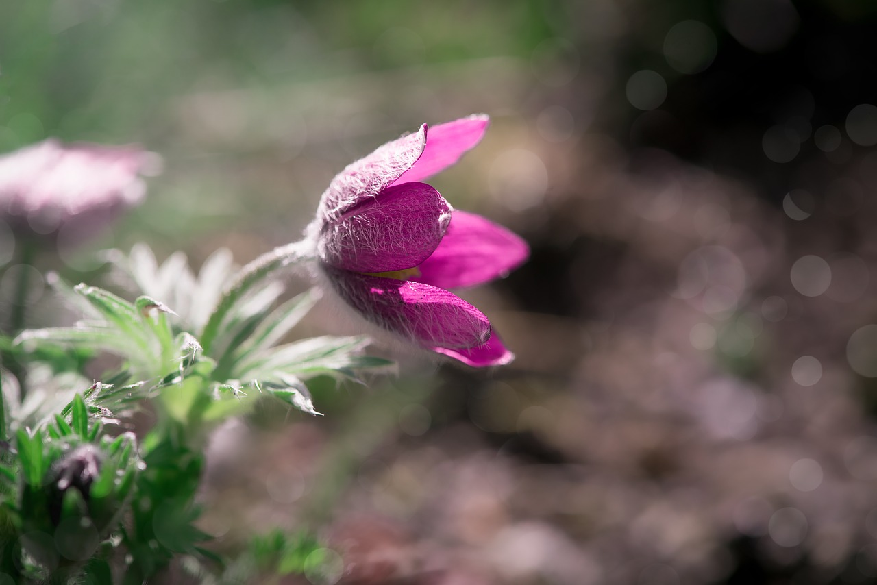 anemone  purple  flower free photo