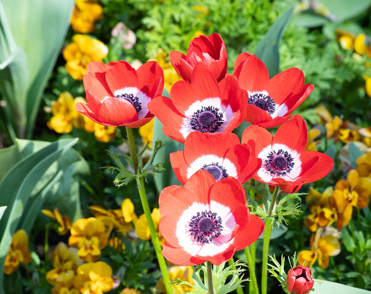 anemone  flower  plant free photo