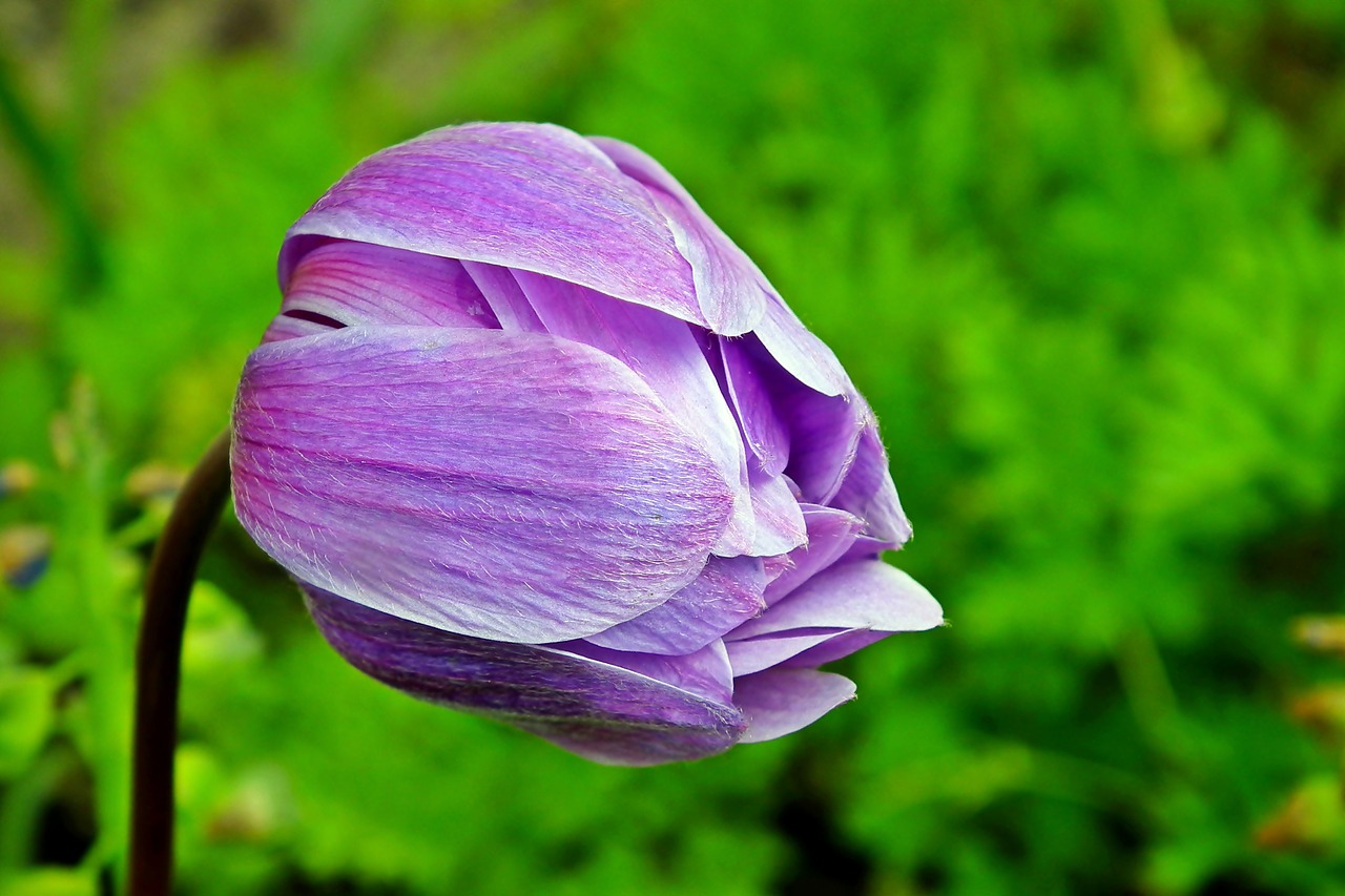 anemone  flower  thriving free photo