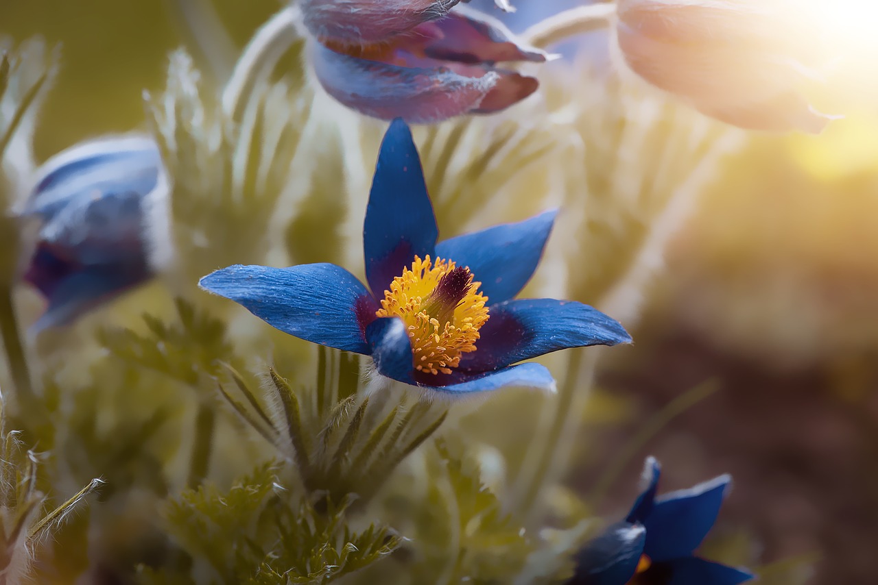 anemone  blue  spring free photo