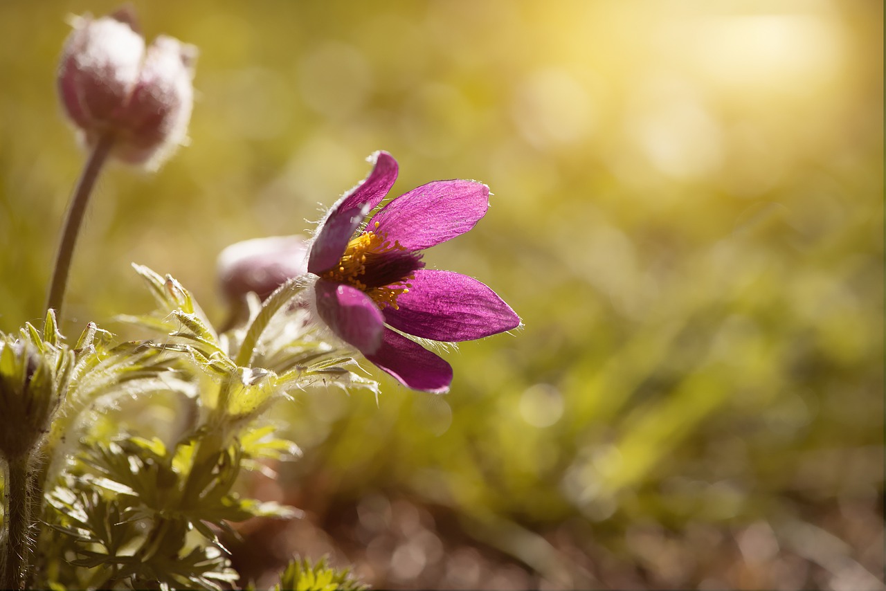 anemone  flower  blossom free photo