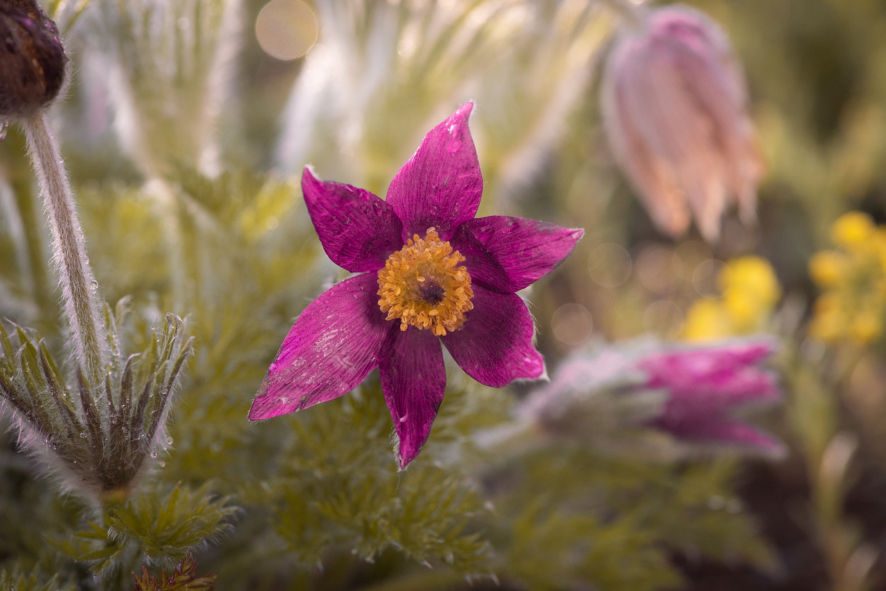 anemone  garden  nature free photo